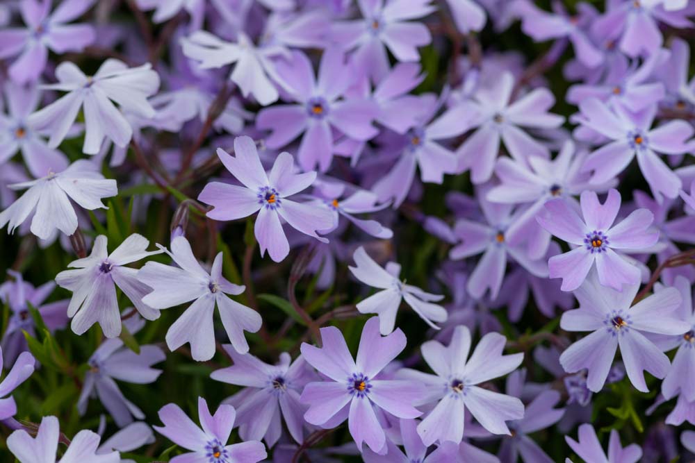 Phlox 'Emerald Cushion' - New York Plants HQ