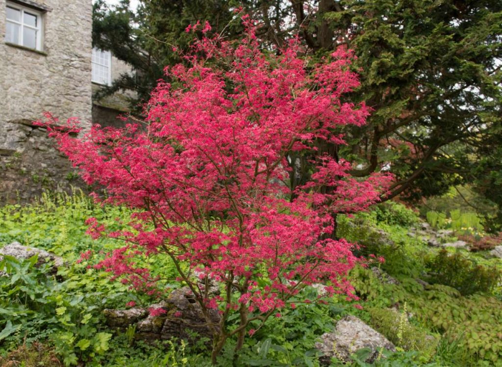 Acer Palmatum 'Chishio' - Acer Palmatum 'Shishio'' Japanese Maple ...