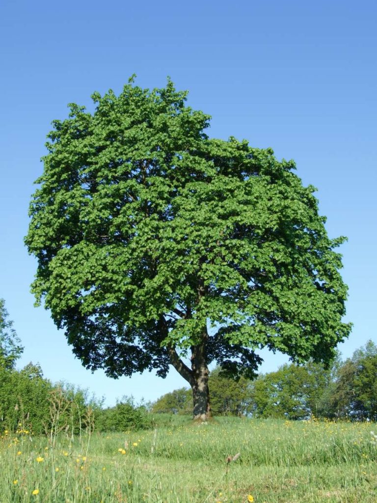 Acer platanoides 'Olmsted' ' Norway Maple - Maple - New York Plants HQ