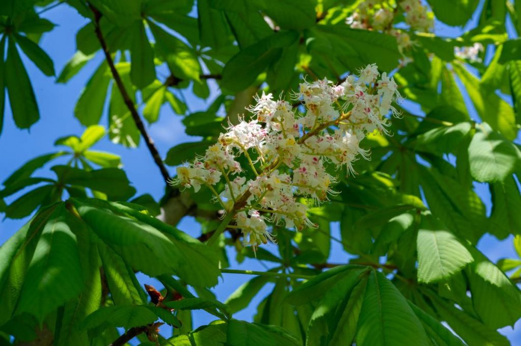 Aesculus indica ' Indian Horse Chestnut ' Buckeye ' Horse Chestnut ...