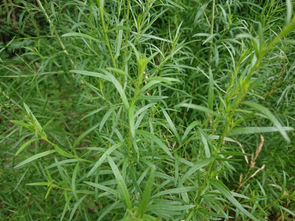 Artemisia dracunculus - Tarragon - Mugwort - Sagebrush - Wormwood - New ...