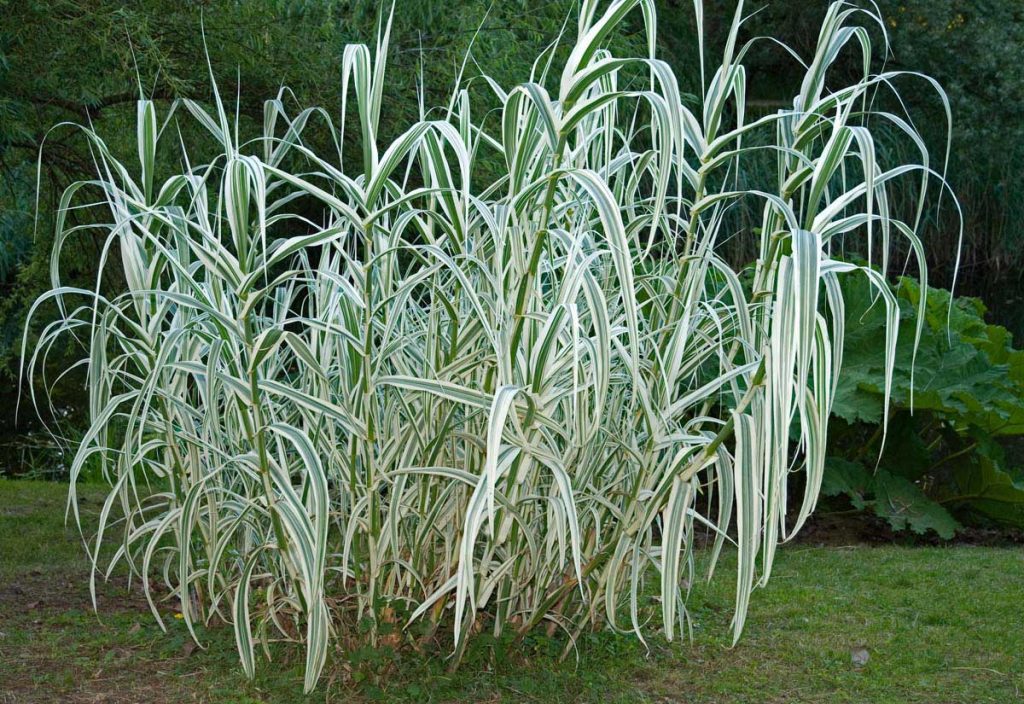 Arundo donax var. versicolor - Arundo donax 'Variegata' - Giant Reed ...