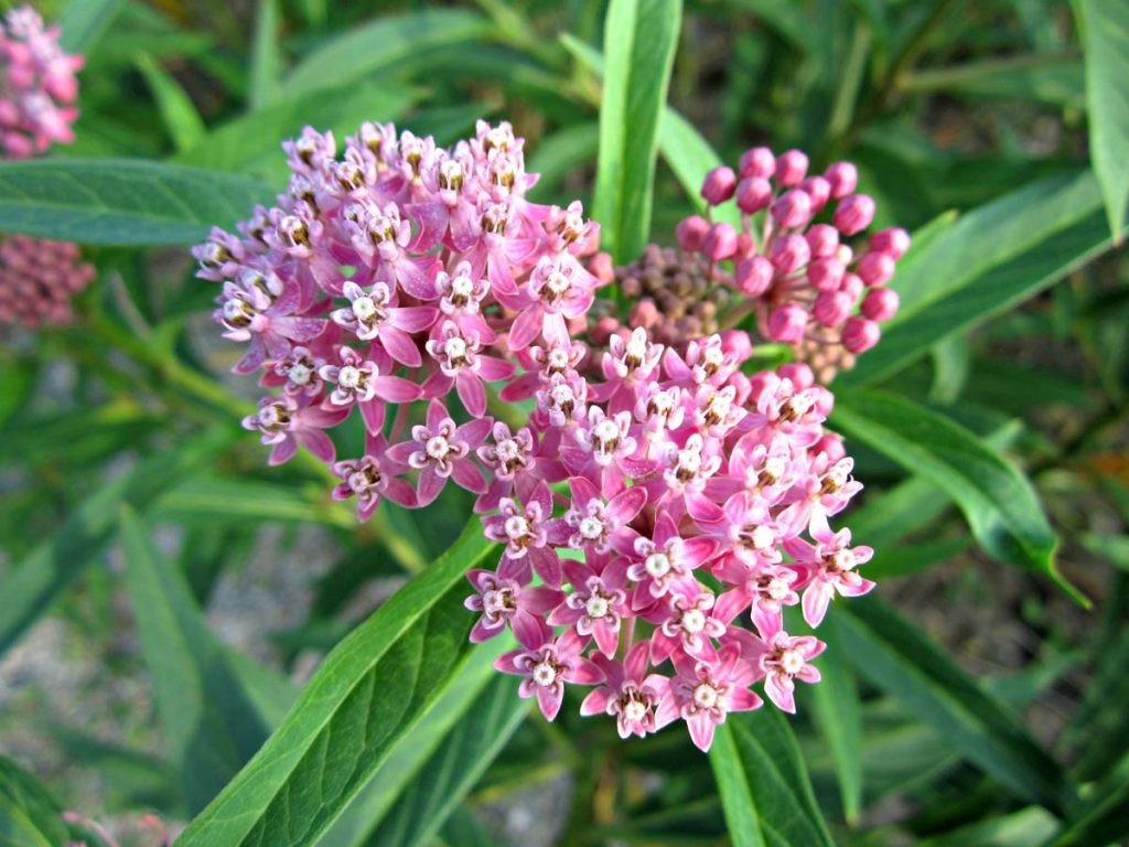 Asclepias syriaca - Common Milkweed - Milkweed - Silkweed - New York ...