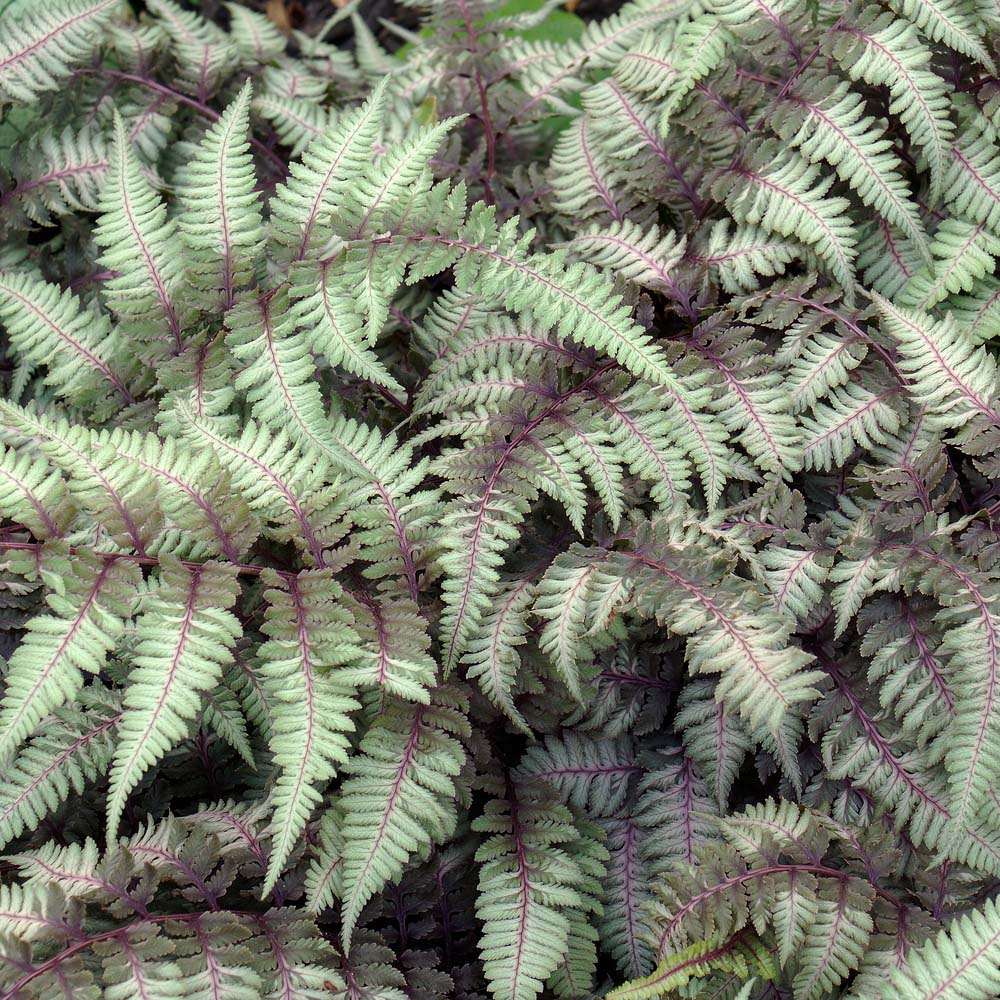 Athyrium niponicum 'Pictum' - Japanese Painted Fern - New York Plants HQ