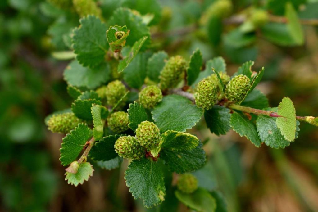 betula-nana-arctic-birch-dwarf-birch-birch-new-york-plants-hq