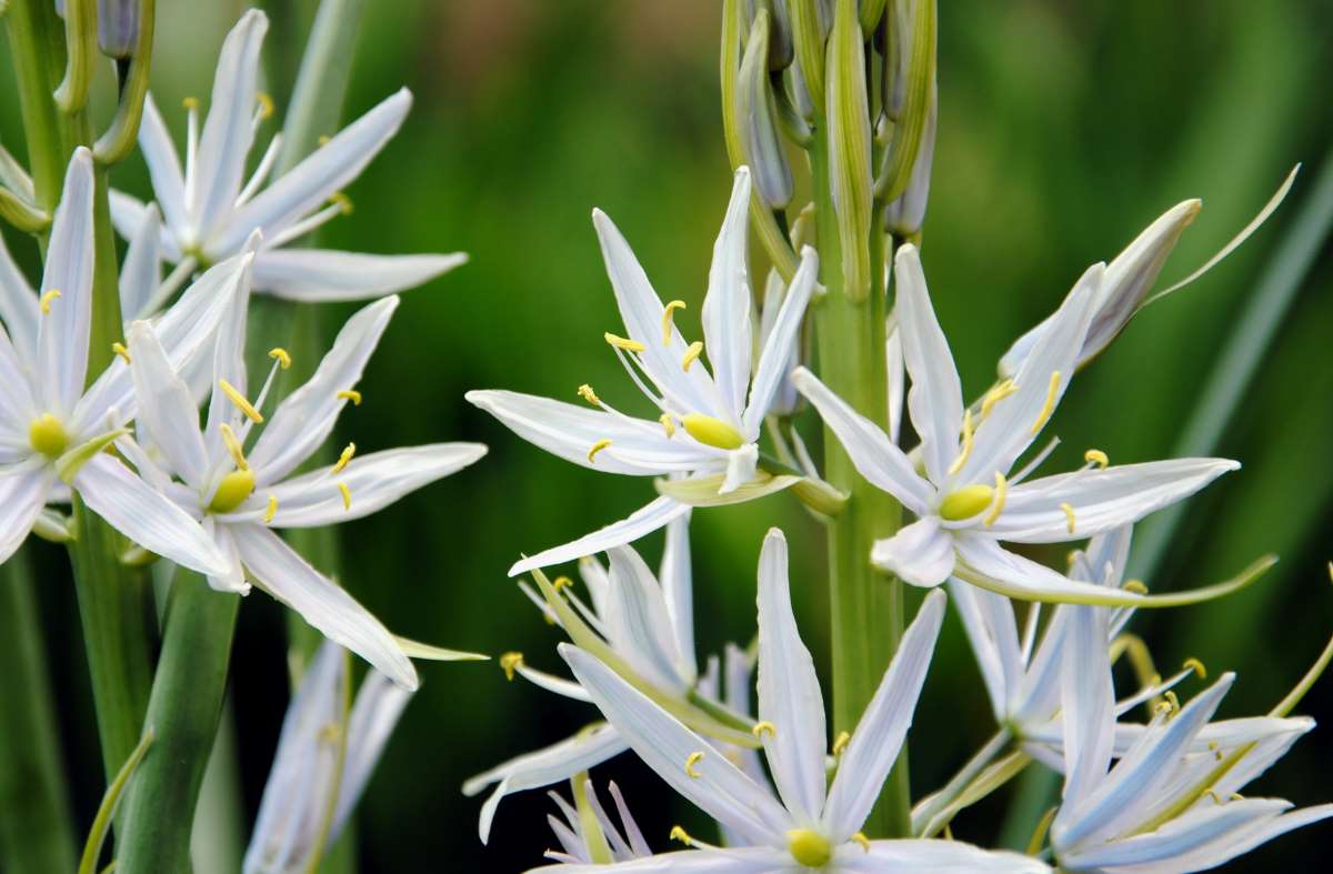 camassia-scilloides-camassia-fraseri-wild-hyacinth-quamash