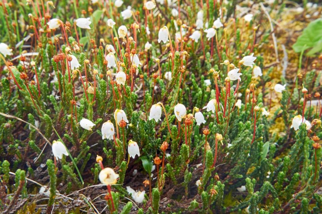 Cassiope tetragona New York Plants HQ