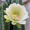 Cerus peruvianus - Peruvian Apple cactus -