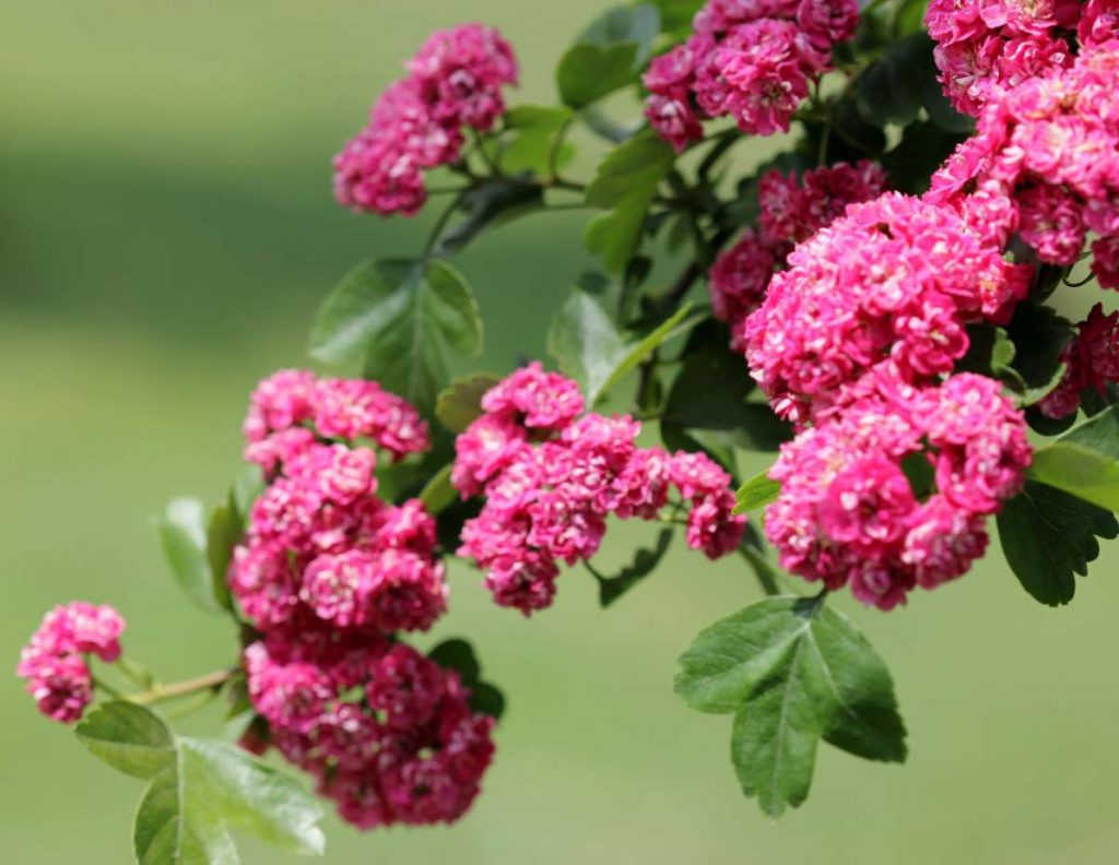 Crataegus Laevigata 'paul's Scarlet' - Crataegus Laevigata 'coccinea 