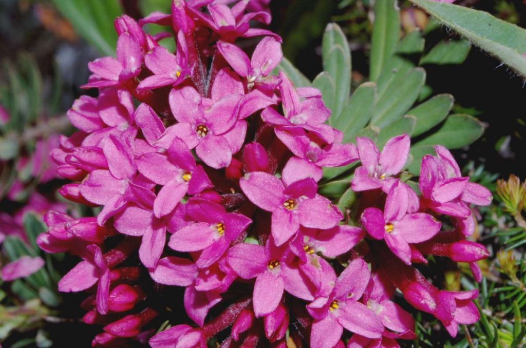 Daphne Cneorum Ruby Glow Garland Daphne Garden Flower Rose