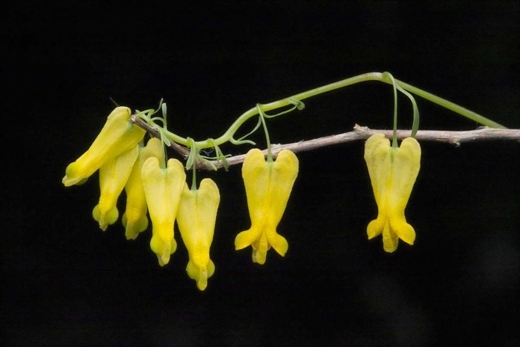 Dicentra scandens Dicentra thalictrifolia Bleeding Heart New York