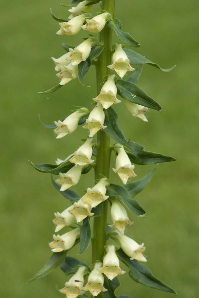 Digitalis lutea Digitalis eriostachya Foxglove New York Plants HQ