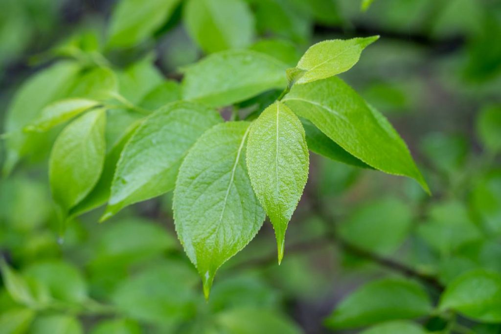 Eucommia ulmoides - Hardy Rubber Tree - Gutta - Percha Tree - New York ...