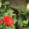 Gerber daisy - Image 2