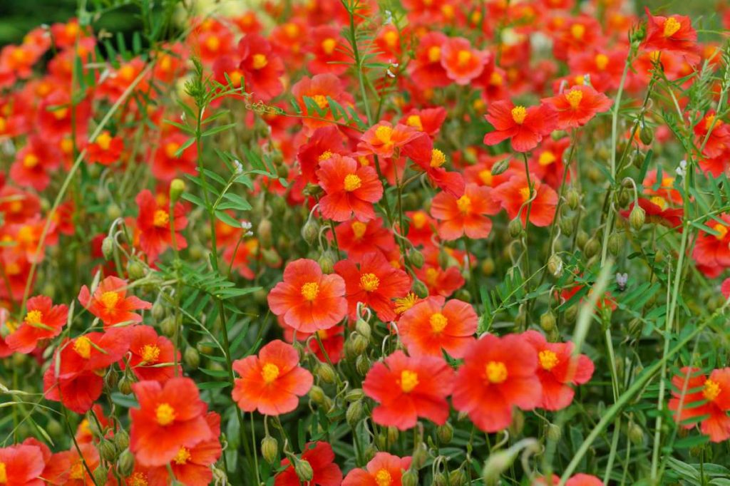 Helianthemum 'Henfield Brilliant' Rock Rose Sun Rose New York