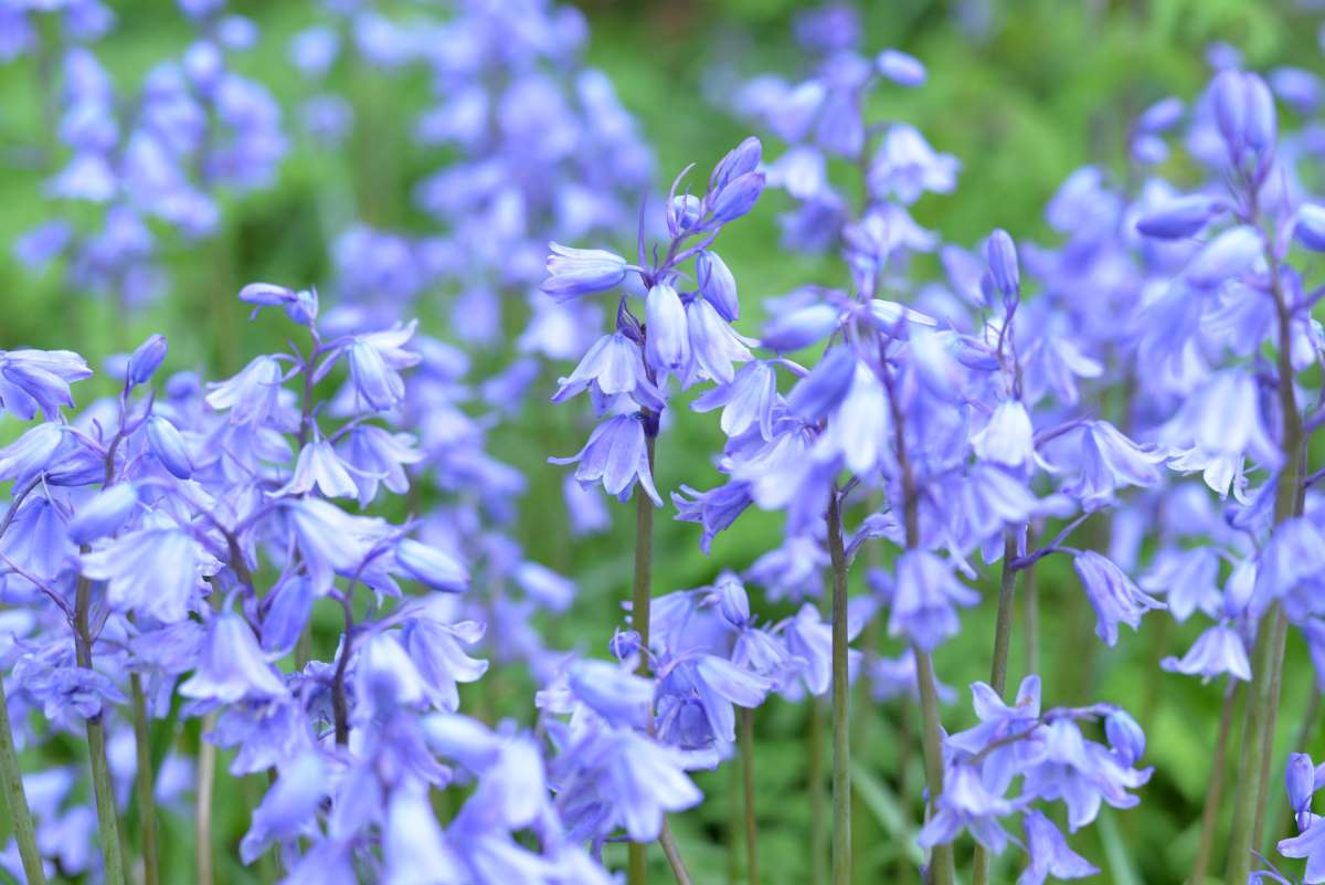 Hyacinthoides hispanica - Endymion hispanica - Scilla campanulata 