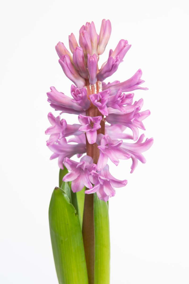 Hyacinthus 'Anna Liza' - Hyacinth 'Anna Liza' - New York Plants HQ