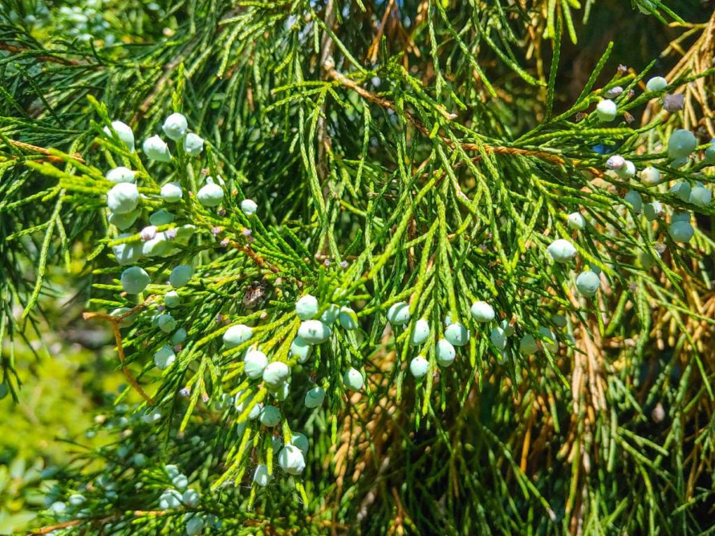 Juniperus ashei Ashe Juniper Sabina Juniper New York Plants HQ