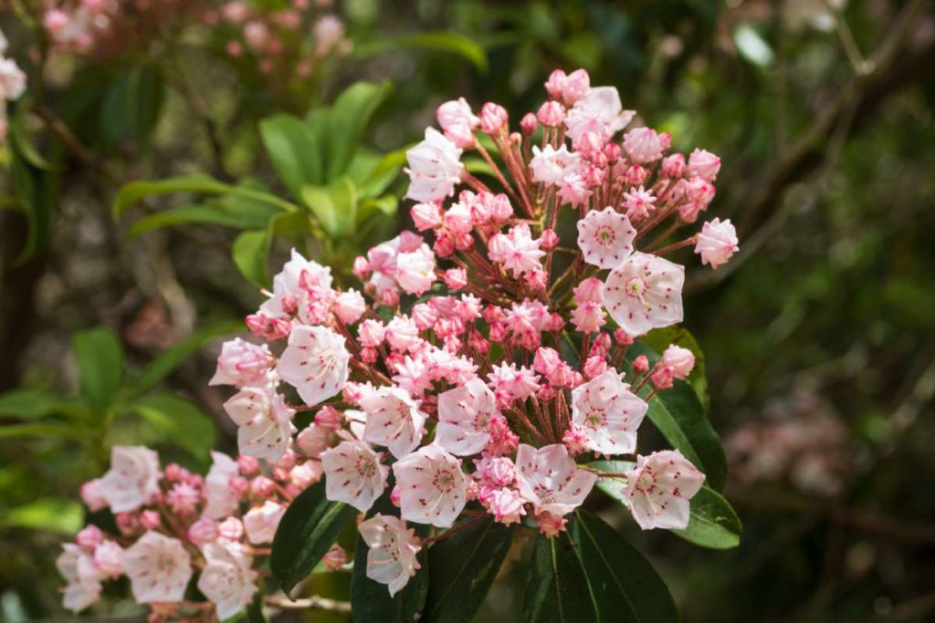 Kalmia latifolia 'Nipmuck' - Calico Bush - Mountain Laurel - New York ...