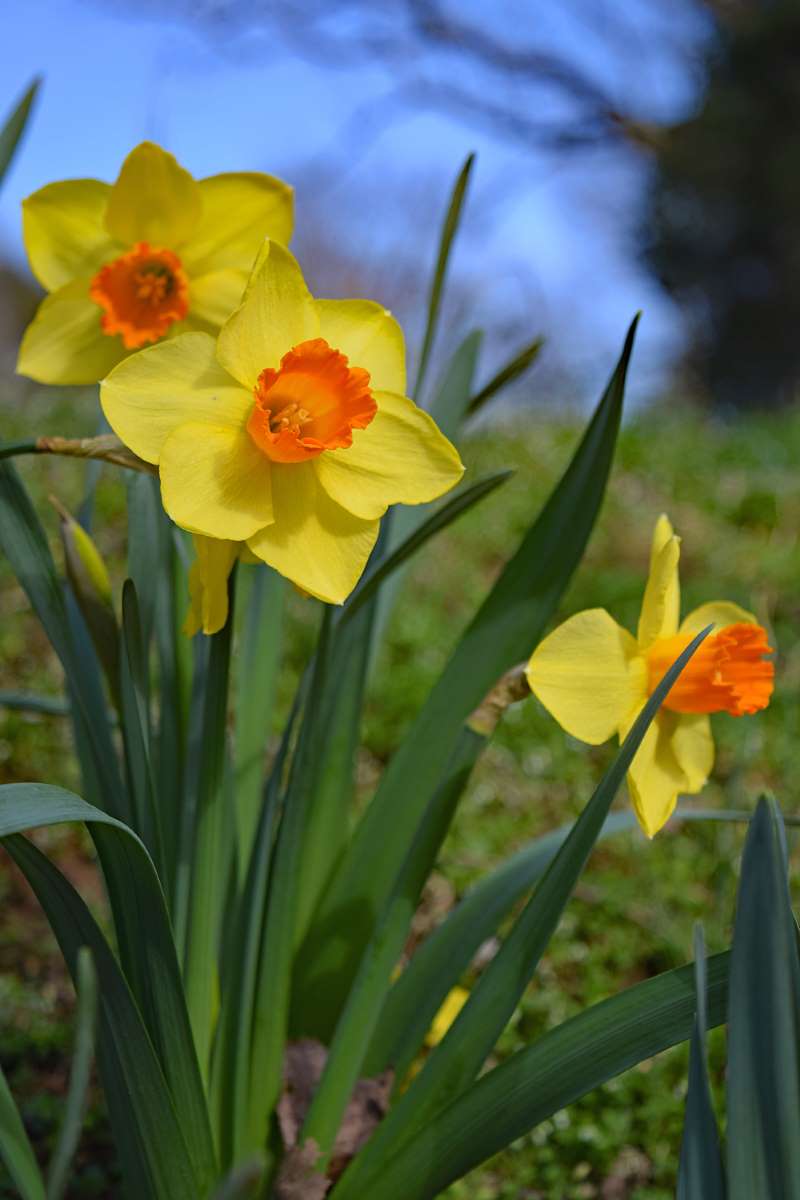 Narcissus 'Ceylon' - Daffodil 'Ceylon' - New York Plants HQ