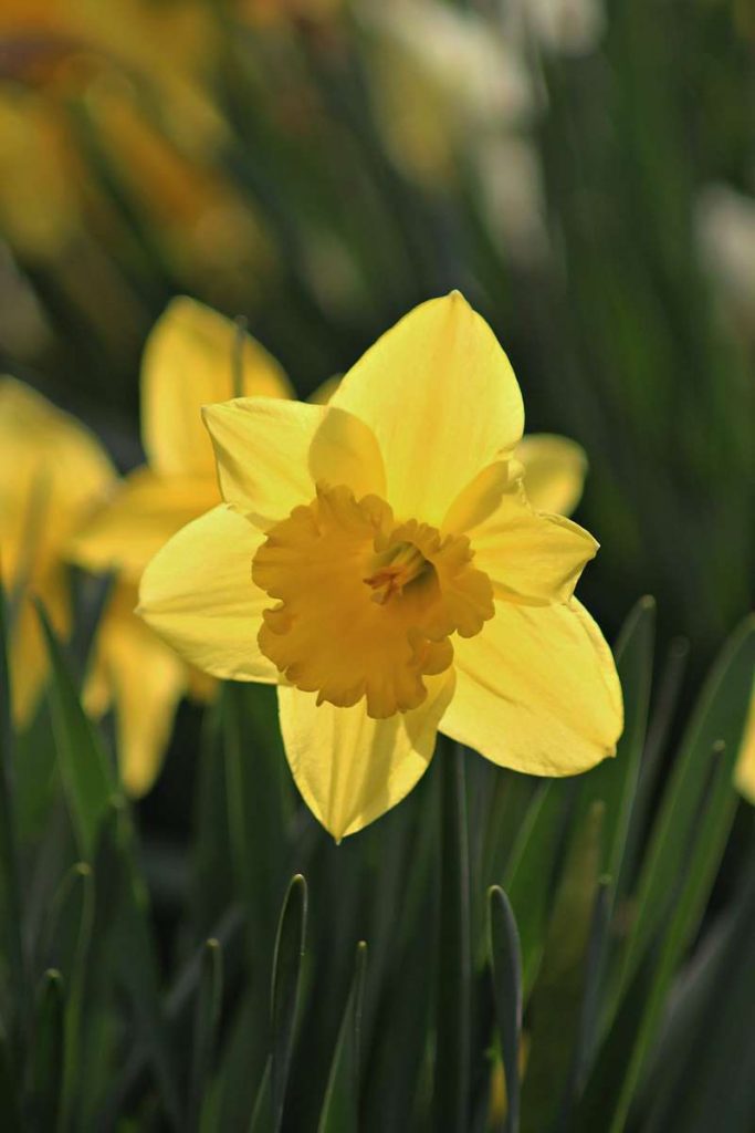 Narcissus 'Sweetness' - Daffodil 'Sweetness' - Bulbs - New York Plants HQ