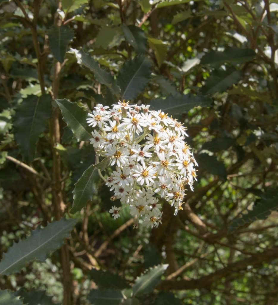 Olearia macrodonta - Arorangi - Daisy Bush ' - New York Plants HQ