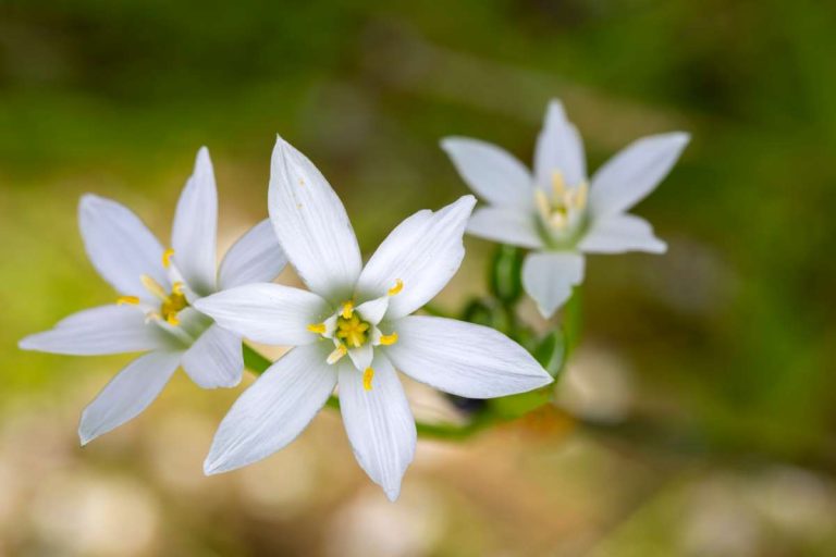 Ornithogalum umbellatum Dove's Dung CommonstarofBethlehem Star