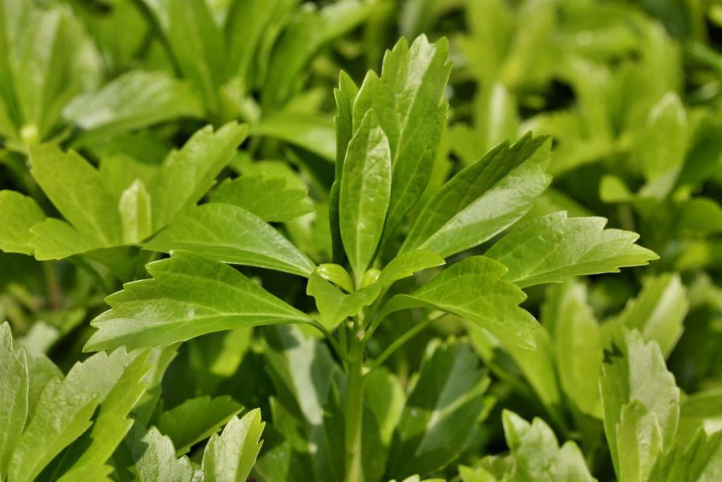 Pachysandra terminalis 'Green Carpet' Japanese Spurge New York