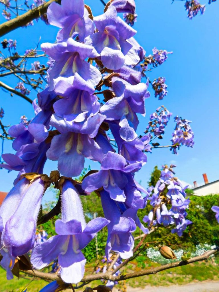 Paulownia tomentosa - Paulownia imperialis - Empress Tree - Foxglove ...