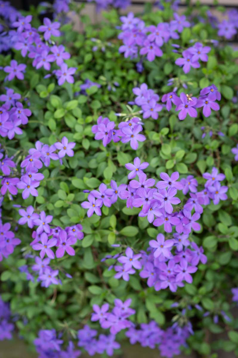 Phlox stolonifera 'Sherwood Purple' - Creeping Phlox - New York Plants HQ