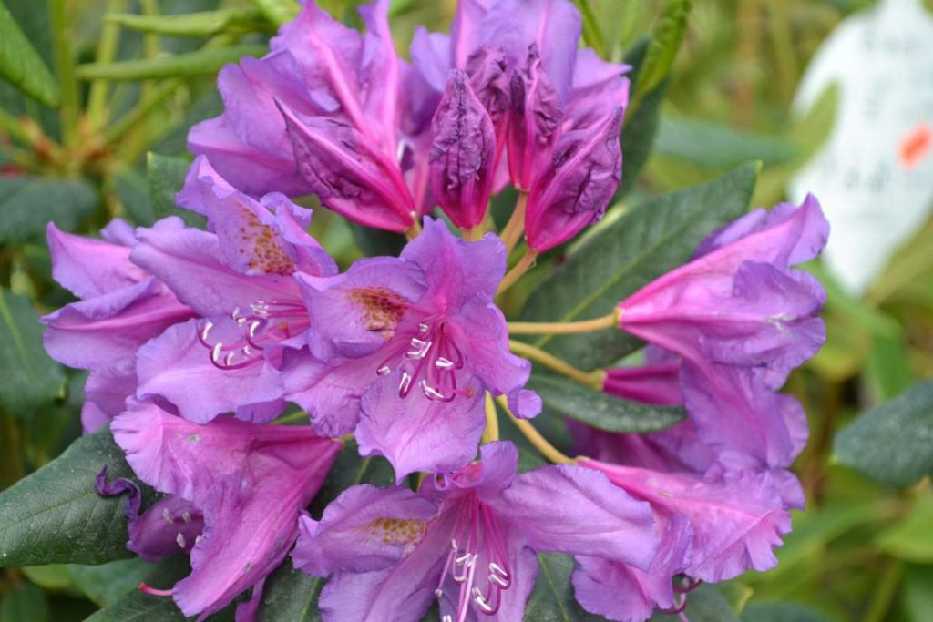 Rhododendron 'Lee's Dark Purple' Azaleas New York Plants HQ