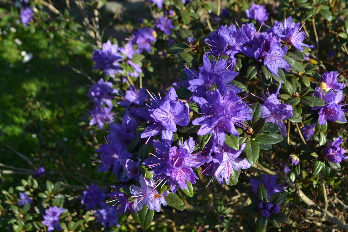 Rhododendron Russatum Azaleas New York Plants HQ Rhododendron Russatum Azaleas New York Plants HQ