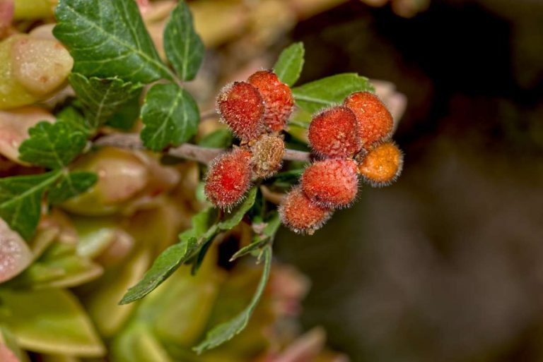 Rhus trilobata Skunkbush Sumac Threelobed Sumac Toxicodendron