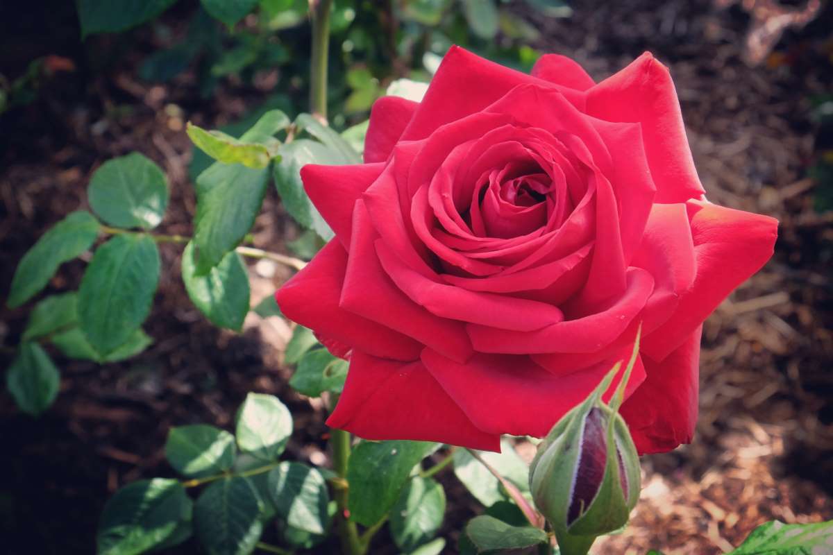Rosa 'Loving Memory' - Rose 'Loving Memory' - New York Plants HQ