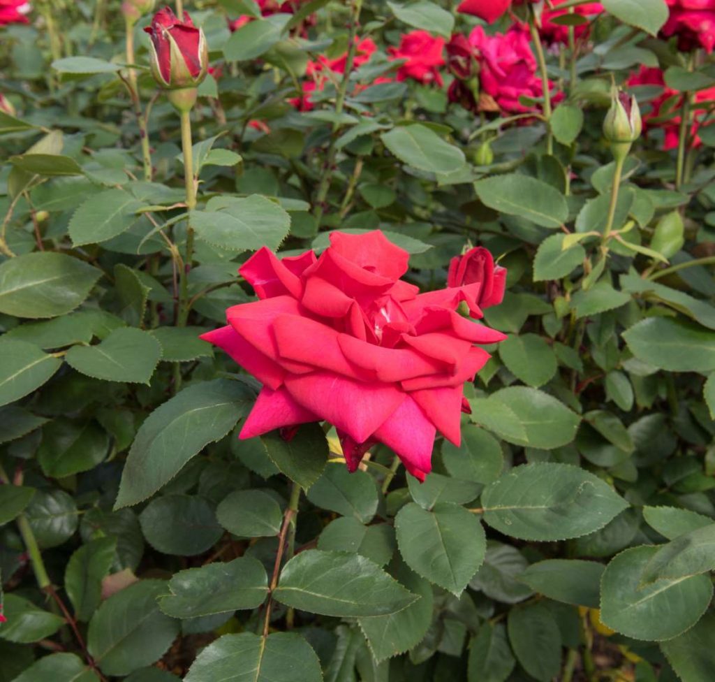 Rosa 'National Trust' Rose 'Bad Nauheim' Rose 'National Trust' New York Plants HQ