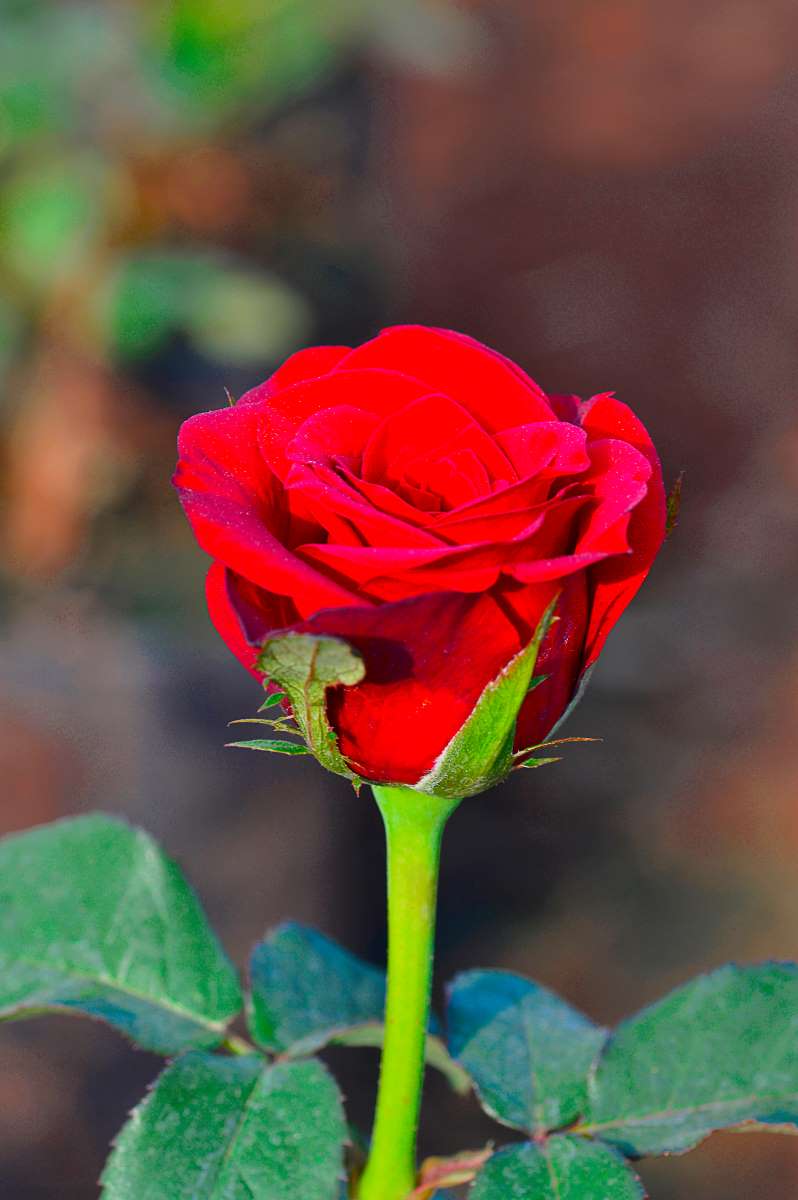 Rosa 'Olympiad' - Rose 'Olympiode' - Rose Olympiad' - New York Plants HQ