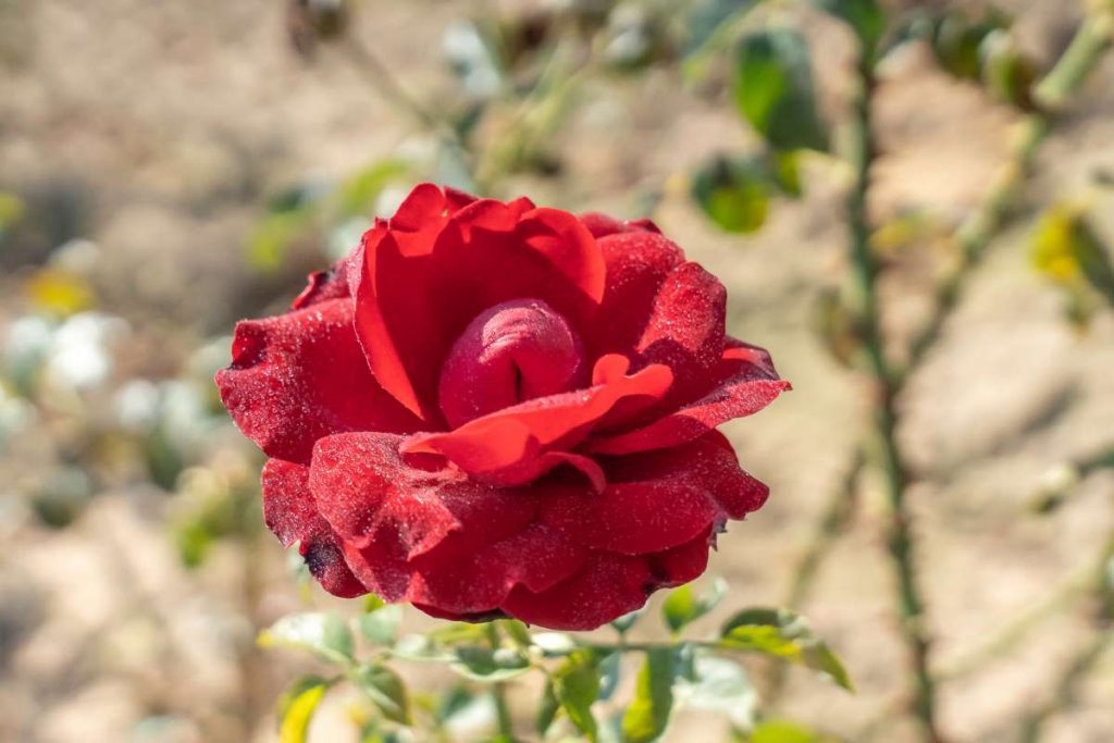 Rosa 'Red Cascade' - Rose 'Red Cascade' - New York Plants HQ