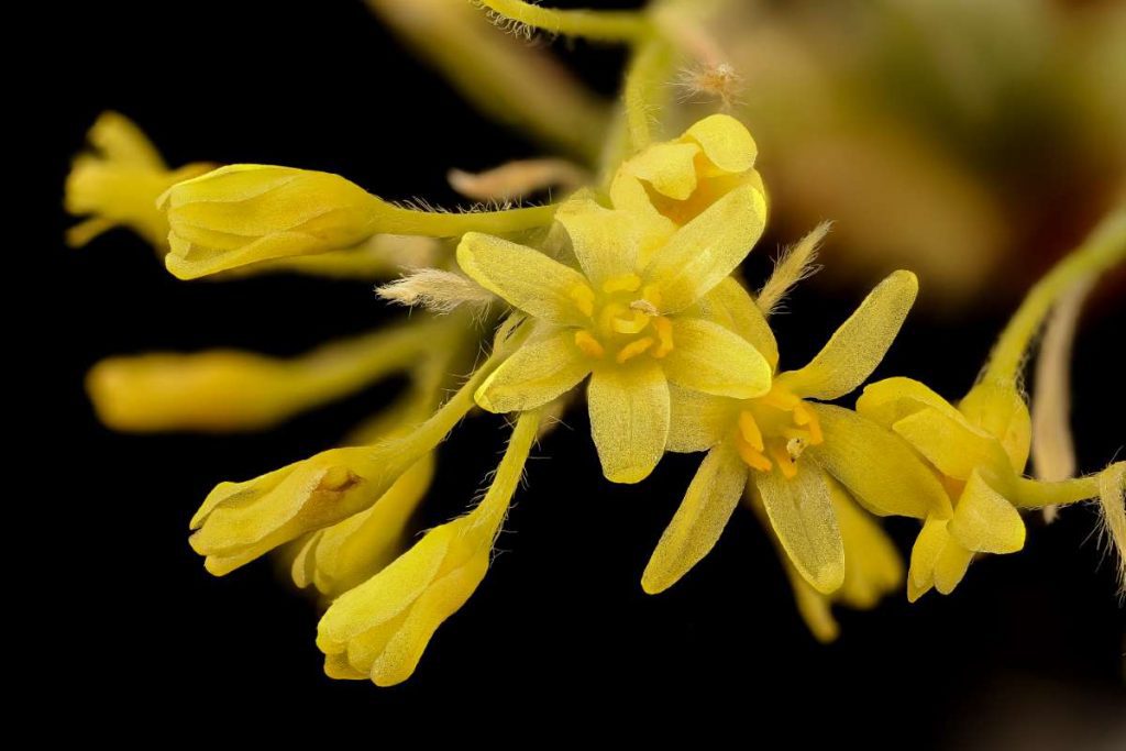 Sassafras albidum - Common Sassafras - New York Plants HQ