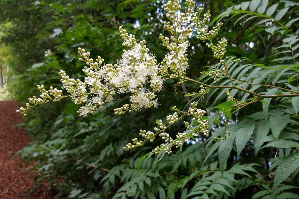 Sorbaria sorbifolia - Spiraea sorbbifolia - Ural False Spirea - False ...