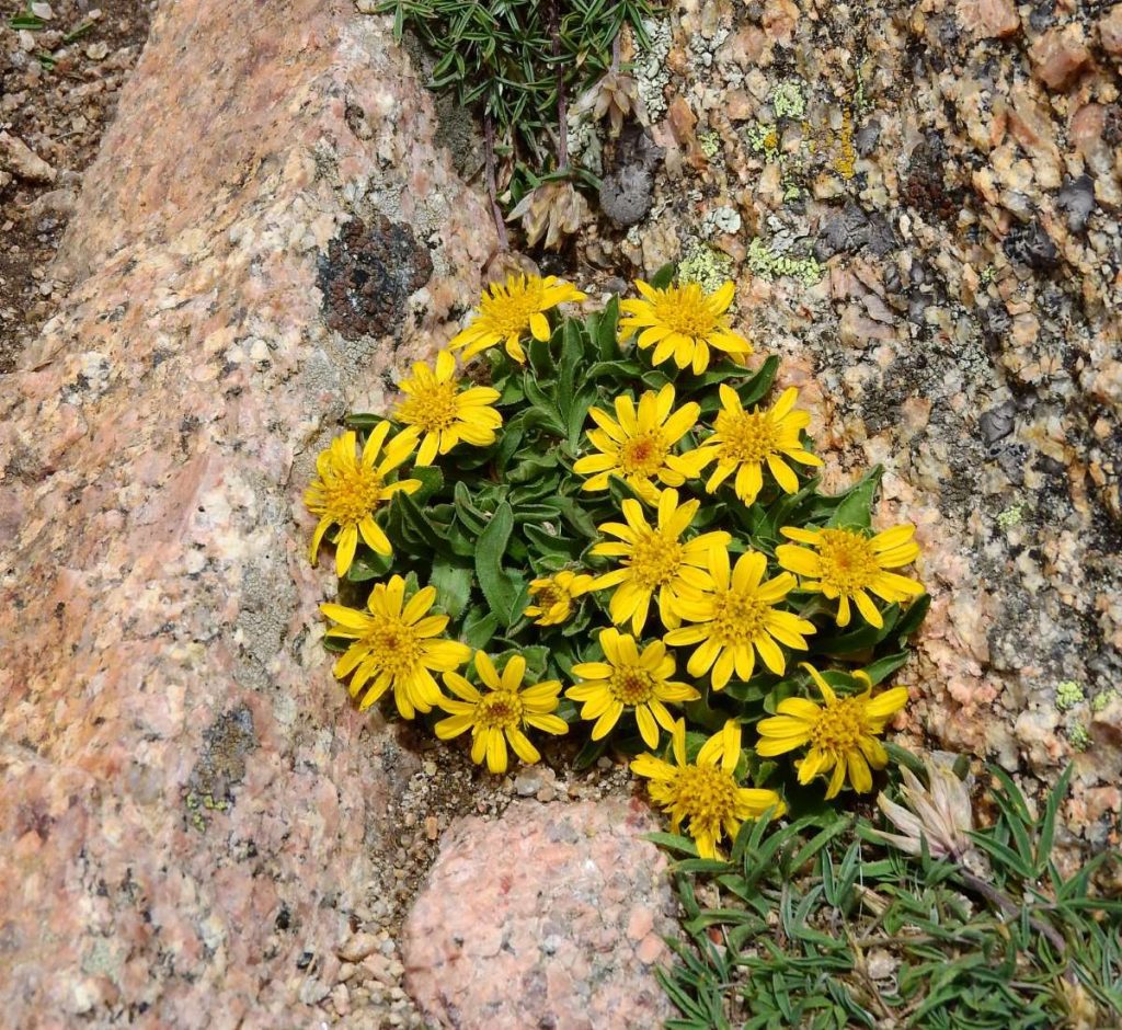 Tetraneuris acaulis - Hymenoxys acaulis - New York Plants HQ