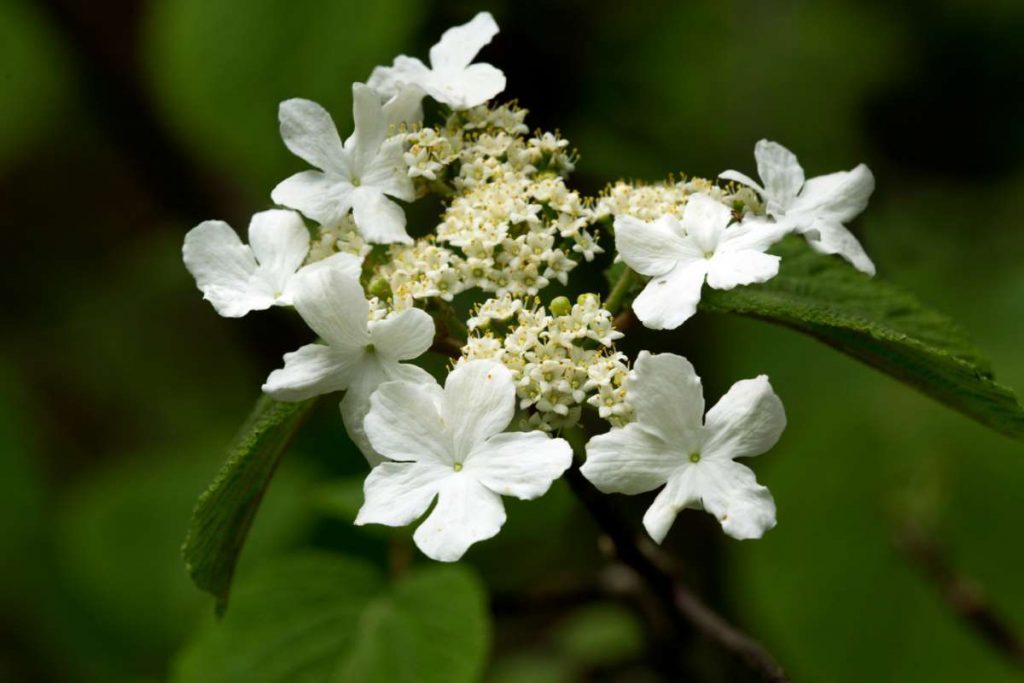 Viburnum lantanoides Viburnum alnifolium Hobble Bush New York