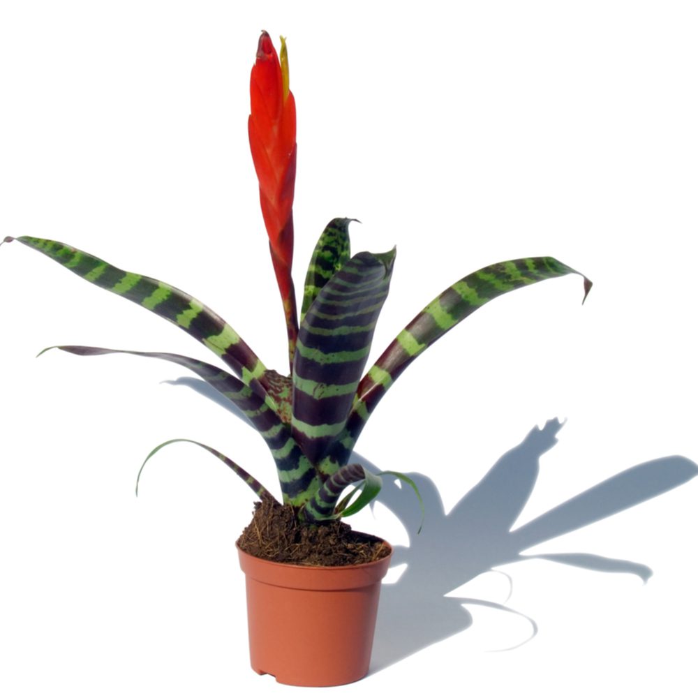 Vriesea splendens Plants - Sword bomeliad speciosa Tillandsia - Splendens - Flaming - Vriesea York New - HQ