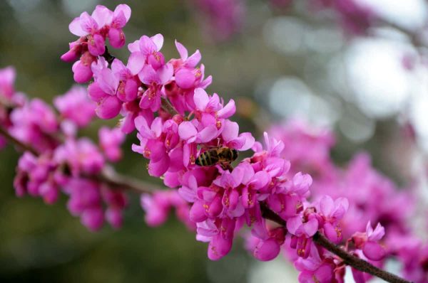 Abeliophyllum distichum 'Roseum' - Pink Forsythia -