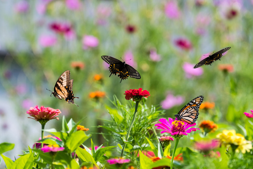 Plants that Attracts Butterflies