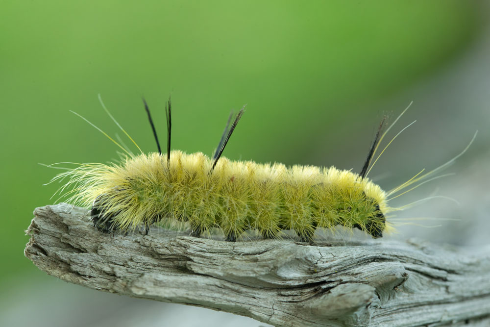 American Dagger Moth Acronicta Americana New York Plants HQ