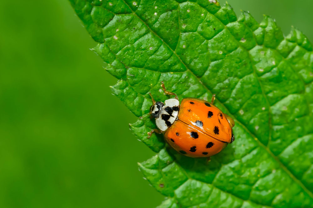 Multicolored Asian Lady Beetle Harmonia axyridis New York Plants HQ