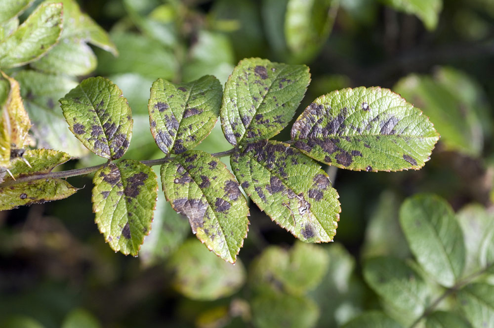 rose-black-spot-new-york-plants-hq