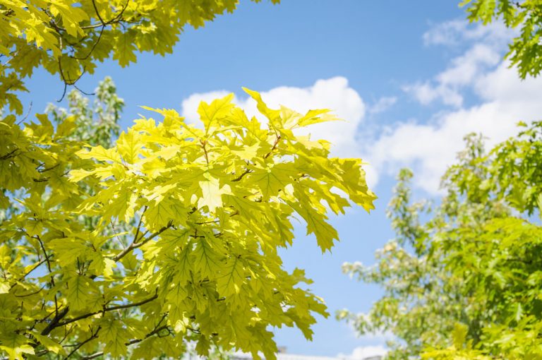 Quercus rubra 'Aurea' - Quercus borealis - Northern Red Oak - Red Oak ...