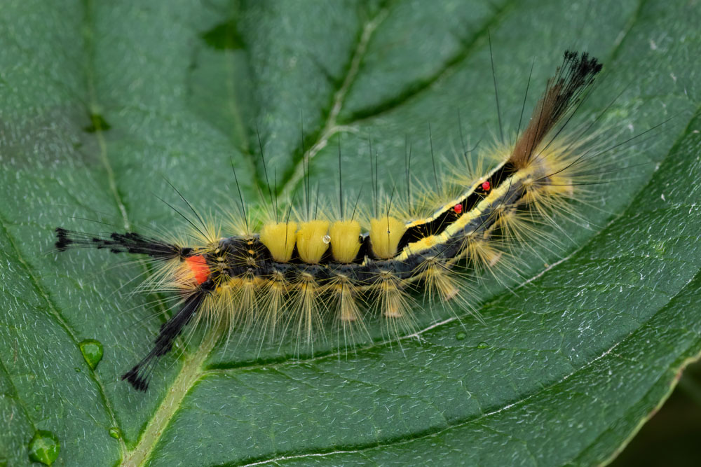 Whitemarked Tussock Moth - Orygia leucostigma - New York Plants HQ