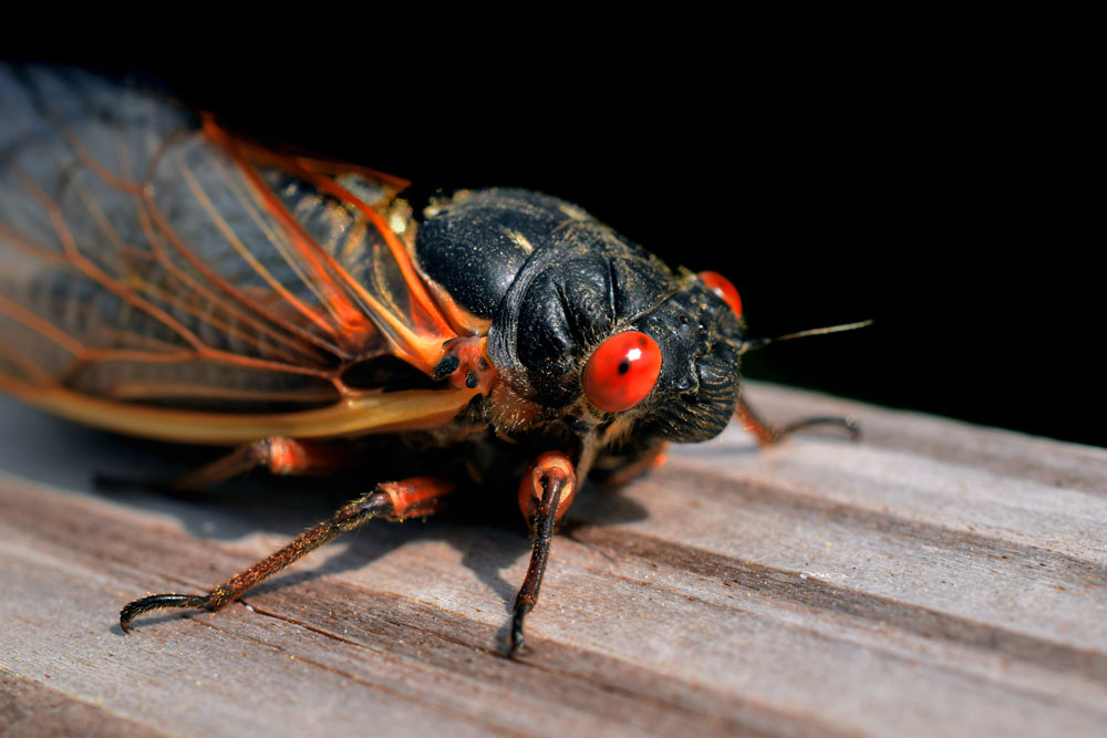 13year Cicada Magicicada tredecim New York Plants HQ